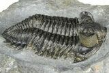 Double Coltraneia Trilobite Fossil - Huge Faceted Eyes #363238-4